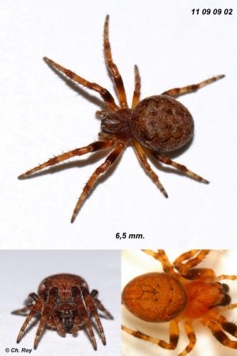 Réf. 76 964 : Larinioides patagiatus