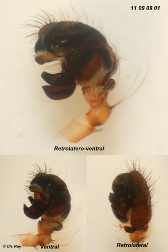 Larinioides patagiatus