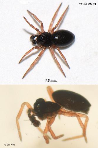 Pelecopsis parallela