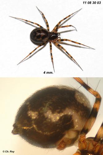 Réf. 76 554 : Lepthyphantes minutus