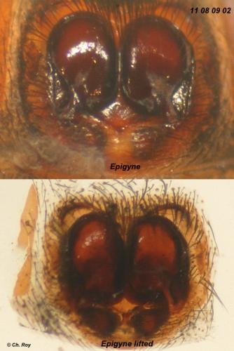 Réf. 76 199 : Drassyllus praeficus