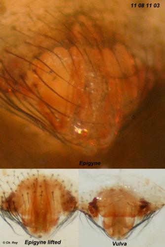 Réf. 76 480 : Lepthyphantes minutus