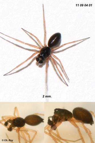 Agyneta rurestris