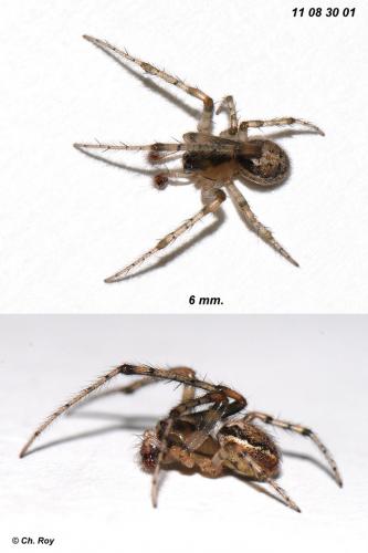 Zygiella x-notata