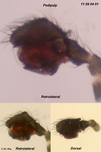 Agyneta rurestris