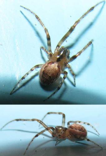 Réf. 76 680 : Zygiella x-notata
