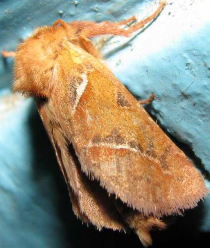Triodia sylvina