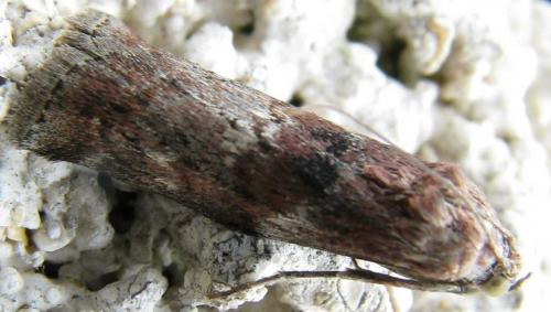 Réf. 76 139 : Phycita roborella
