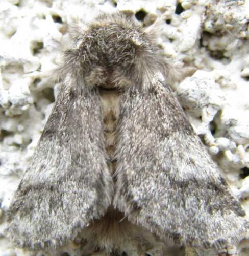 Thaumetopoea processionea