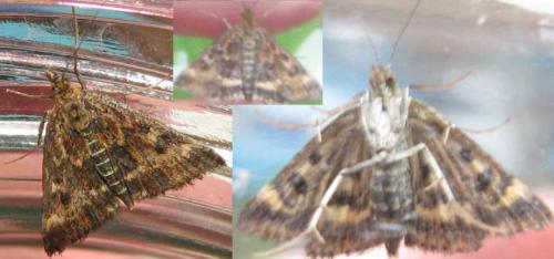Pyrausta despicata