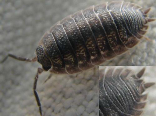 Porcellio scaber