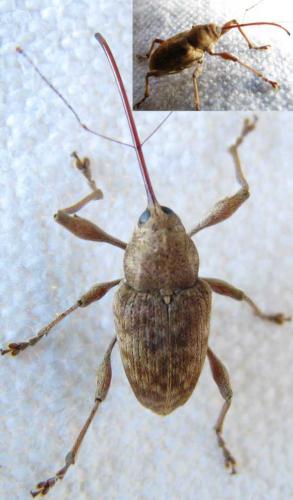 Réf. 76 277 : Curculio elephas