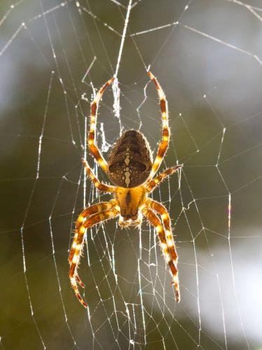 Araneus diadematus