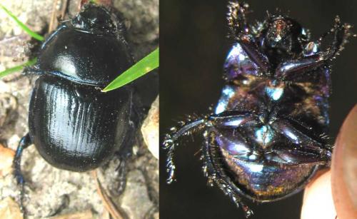 Anoplotrupes stercorosus