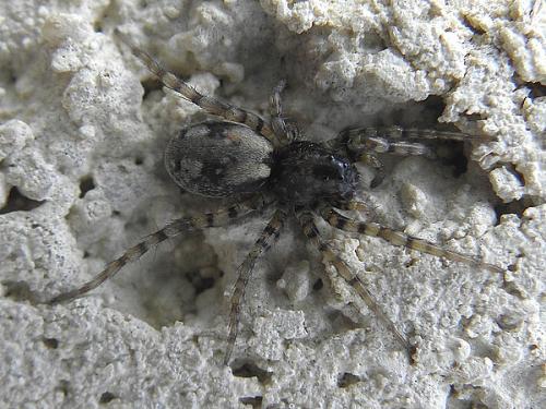 Arctosa perita