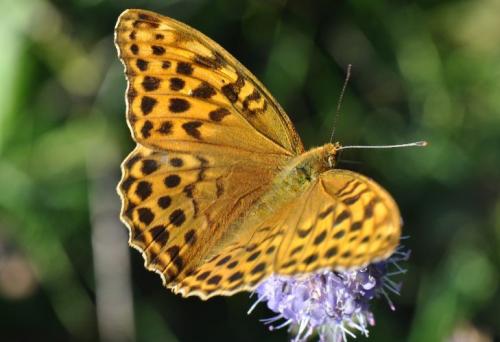 Réf. 76 817 : Argynnis paphia