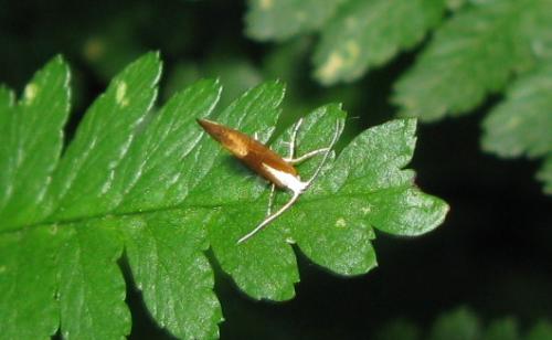 Réf. 76 384 : Argyresthia albistria