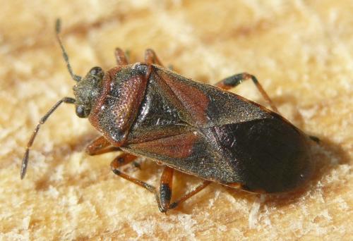 Arocatus melanocephalus