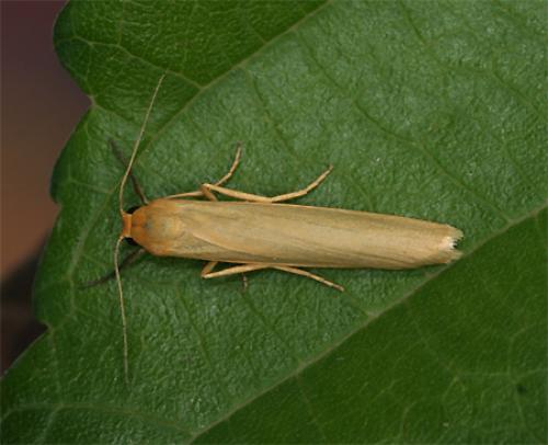 Réf. 76 501 : Eilema sp.