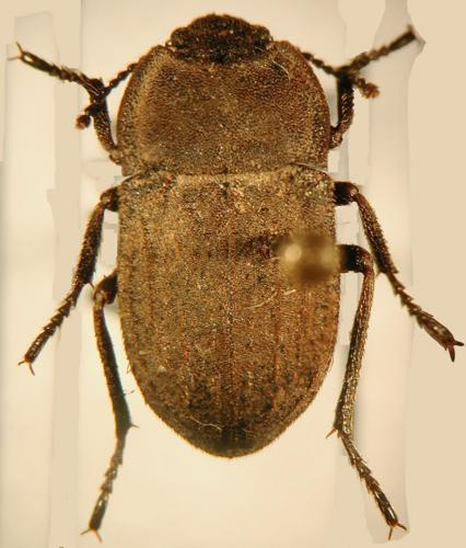 Asida jurinei pyrenaea