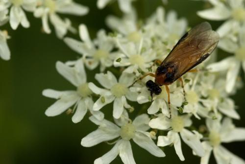 Réf. 76 442 : Athalia rosae