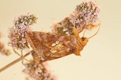 Réf. 76 275 : Chrysodeixis chalcites