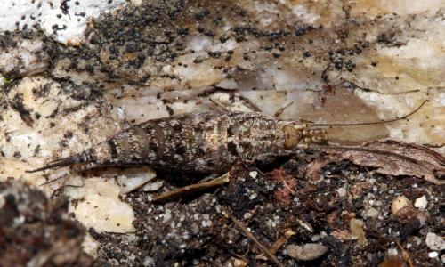 Réf. 76 958 : Machilinus rupestris