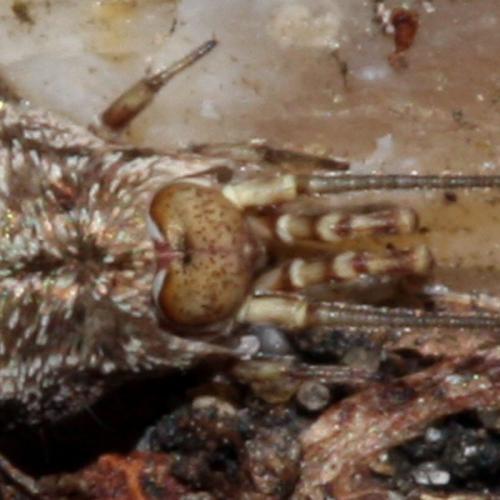 Machilinus rupestris