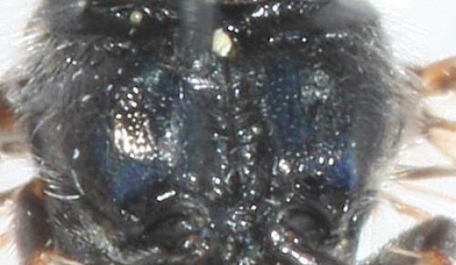 Réf. 76 408 : Psenulus schencki