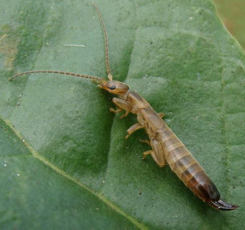 Réf. 76 707 : Nesolabia longicollis