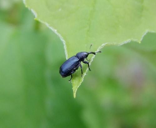 Magdalis sp.
