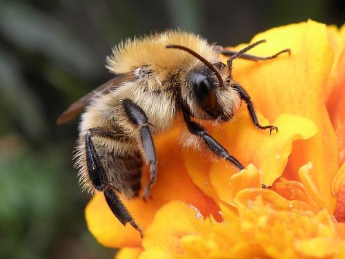 Bombus pascuorum