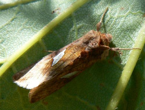 Autographa bractea