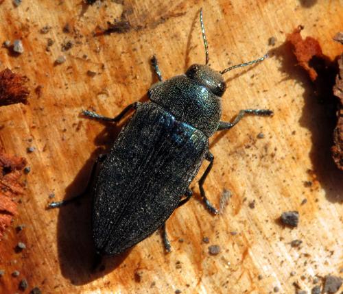 Réf. 76 906 : Buprestis rustica