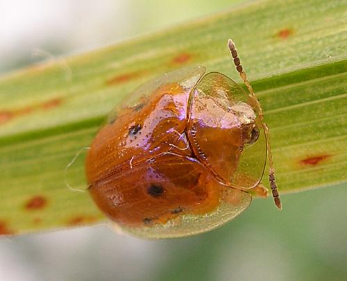 Réf. 76 625 : Charidotella sexpunctata bicolor