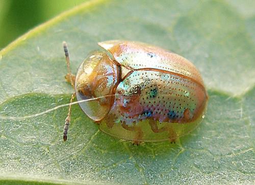 Réf. 76 628 : Charidotella sexpunctata bicolor