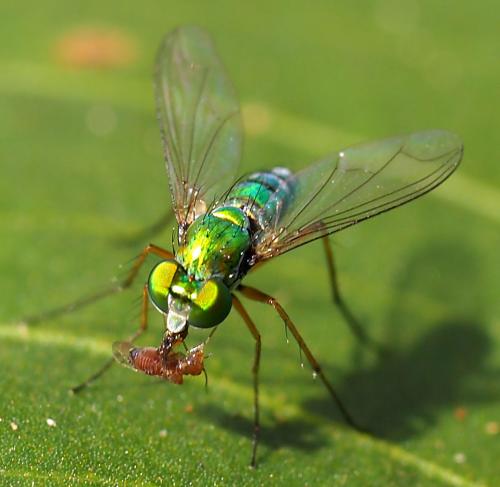 Chrysosoma leucopogon