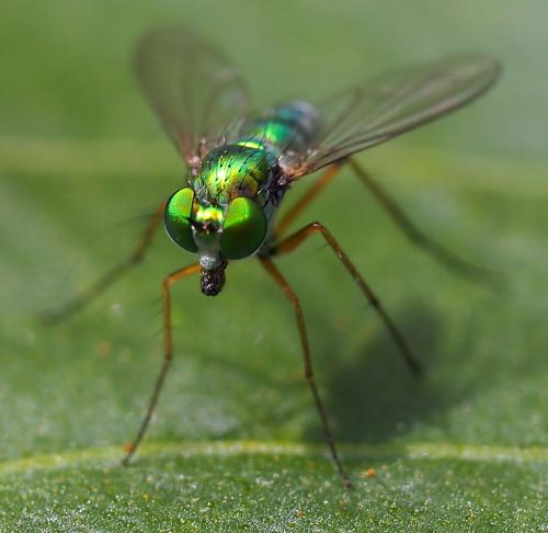 Chrysosoma leucopogon