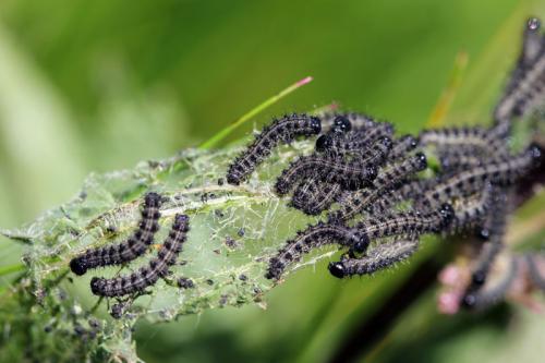 Aglais urticae
