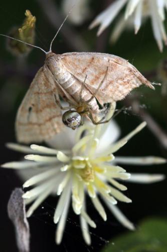 Phylloneta sp.