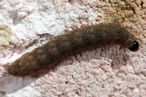 Caradrina sp.