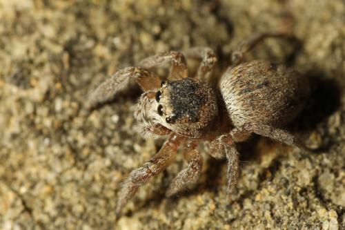 Evarcha sp.