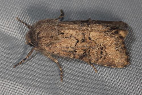 Réf. 76 739 : Luperina testacea