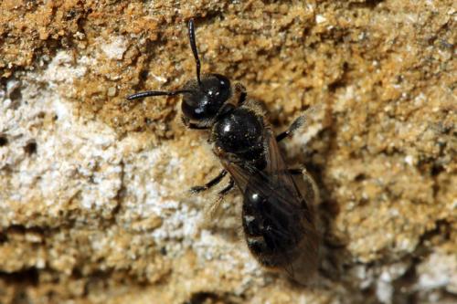 Lasioglossum sp.