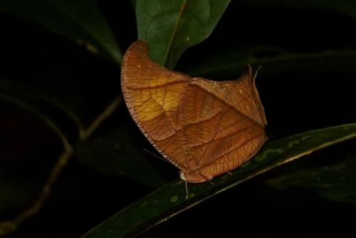 Caerois chorinaeus
