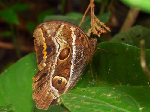 Caligopsis seleucida