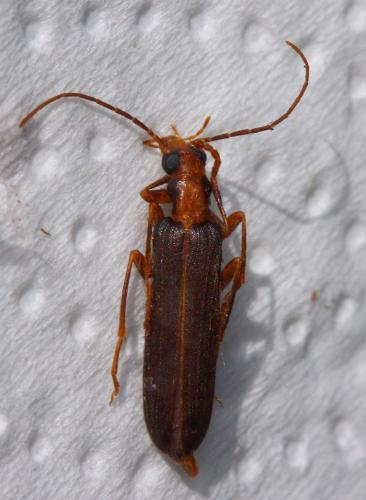 Nacerdes carniolica