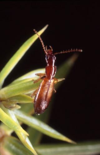Réf. 76 590 : Paradromius linearis