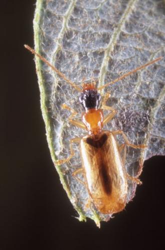Réf. 76 575 : Demetrias atricapillus
