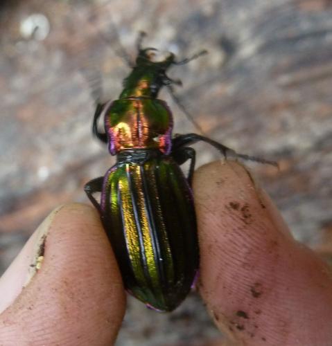 Réf. 76 156 : Carabus solieri